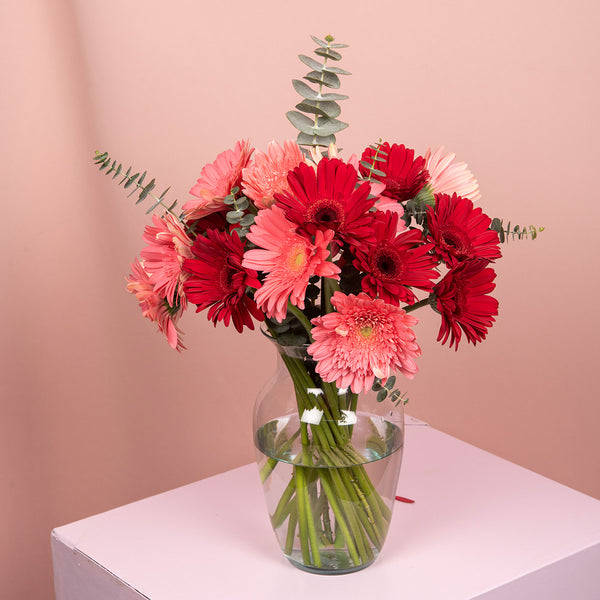 Lovely Geberberas - Pavia Flowers